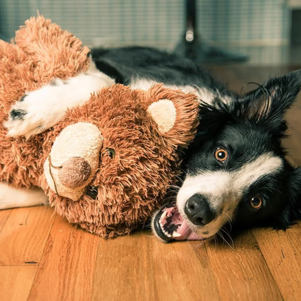 Happy dog parent with PetFika toys